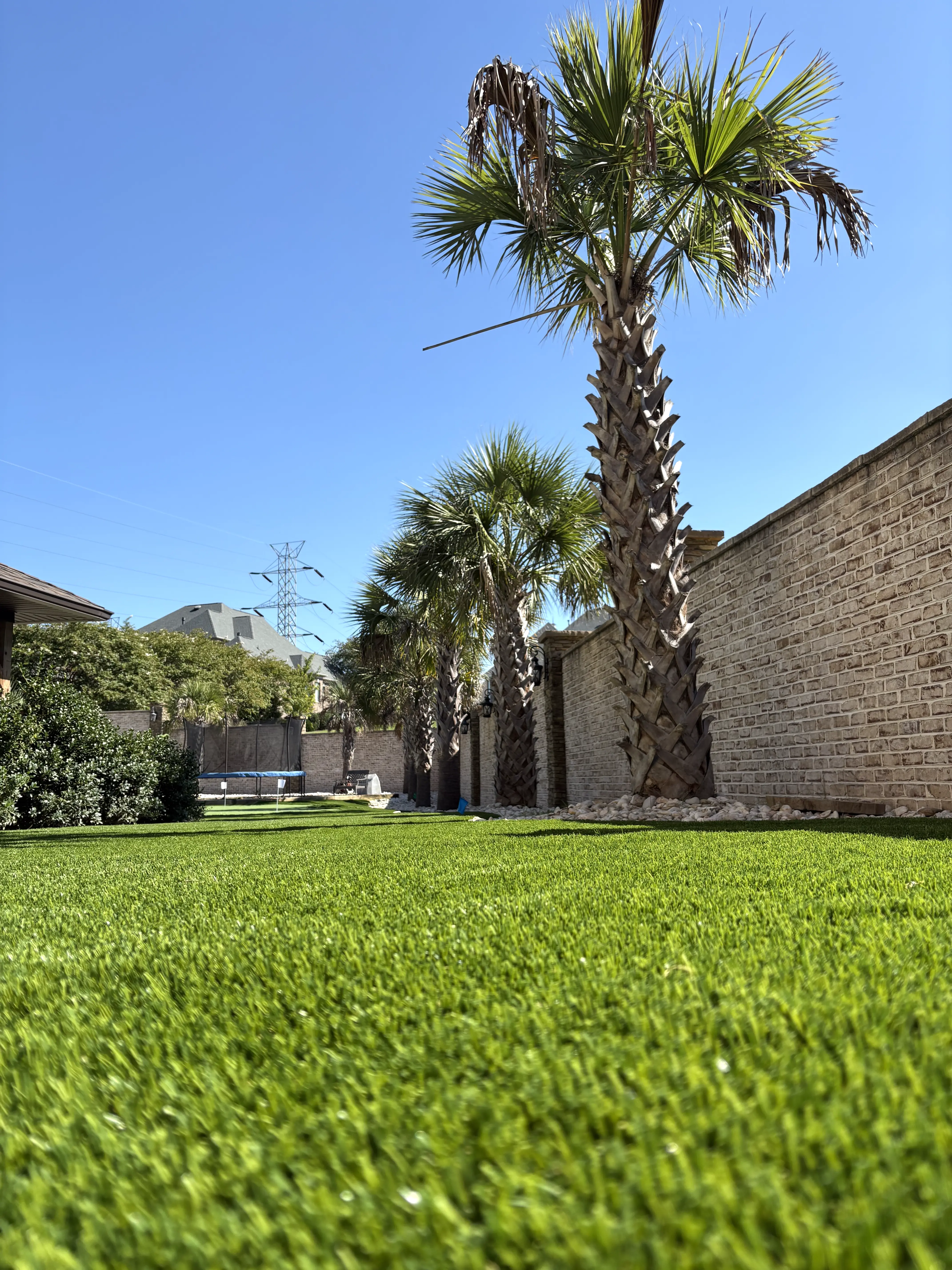Ground-Level Backyard Turf with Palm Trees